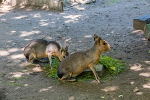 Cavy mara